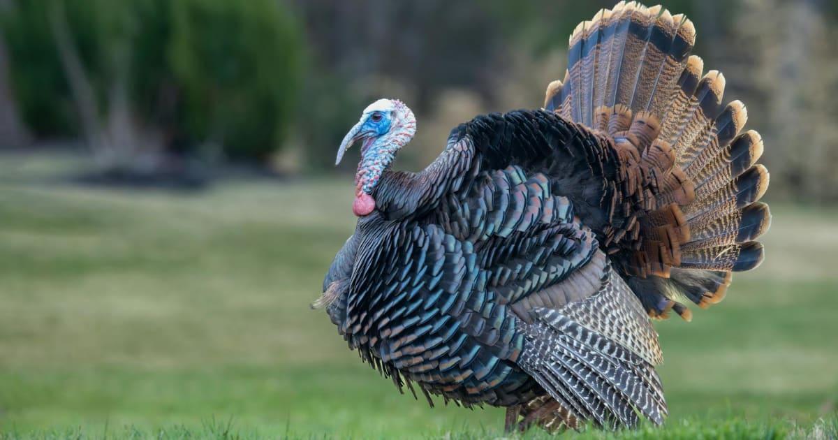 Çanakkale'de Tarih ve Tatil